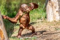 Playing en eating young Orang-oetan Royalty Free Stock Photo