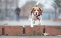 Playing fetch with beagle Royalty Free Stock Photo