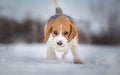 Playing fetch with Beagle dog on snowy day Royalty Free Stock Photo