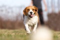 Playing fetch with Beagle Royalty Free Stock Photo