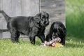 Playing flat coated retriever puppies