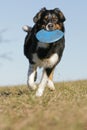 Playing frisbee