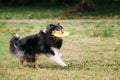 Playing Frisbee Freestyle Tricolor Scottish English Rough Long-Haired Collie
