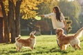 Playing frisbee. Woman have a walk with two Golden Retriever dogs in the park Royalty Free Stock Photo