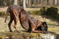 Playing German boxer dog Royalty Free Stock Photo