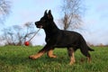 Playing german shepherd puppy in the garden