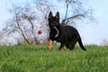 Playing german shepherd puppy in the garden