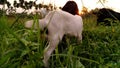 Playing the goats in the grassland Royalty Free Stock Photo