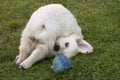 Playing Golden Retriever Puppy Royalty Free Stock Photo