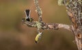 Playing Great Tit birds Royalty Free Stock Photo