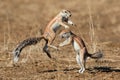 Playing ground squirrels