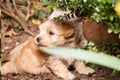 Playing havanese puppy hiding in a bush. Royalty Free Stock Photo