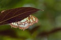 Playing Hide and Seek: Malachite Butterfly