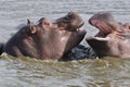 Playing hippopotams Royalty Free Stock Photo