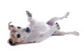 Playing jack russel terrier Royalty Free Stock Photo