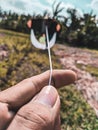 Playing kites