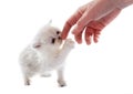 Playing kitten exotic shorthair Royalty Free Stock Photo