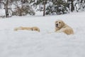 Two Labrador dogs playing in snow Royalty Free Stock Photo