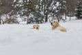 Two Labrador dogs playing in snow Royalty Free Stock Photo