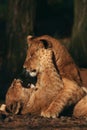 Playing lion cubs Royalty Free Stock Photo