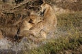 Playing lions