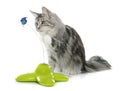 Playing maine coon cat Royalty Free Stock Photo