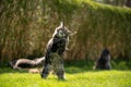 playing maine coon cat outdoors in garden Royalty Free Stock Photo