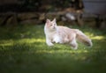 Playing maine coon cat outdoors running on grass Royalty Free Stock Photo