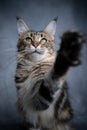 playing maine coon cat raising paw Royalty Free Stock Photo