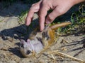 Playing with a meerkat baby on the ground