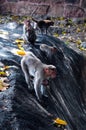 Playing monkeys in the fort of tirumayam Royalty Free Stock Photo