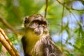 Monkeys in a hotel complex in Kenya