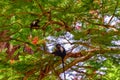 Monkeys in a hotel complex in Kenya