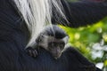 Monkeys in a hotel complex in Kenya