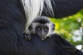 Monkeys in a hotel complex in Kenya