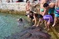 Playing with nurse sharks