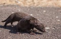 Playing otters