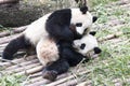 Playing Panda Bears Royalty Free Stock Photo