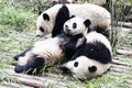 Playing Panda Bears Royalty Free Stock Photo