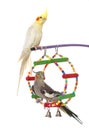 Playing parakeet and Cockatiel Royalty Free Stock Photo