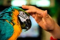 Playing with parrot macaws ( Ara ararauna) Royalty Free Stock Photo