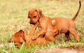 Playing puppies Royalty Free Stock Photo