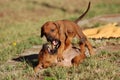 Playing Ridgeback puppies