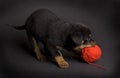 Playing Puppy Royalty Free Stock Photo