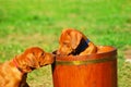 Playing Rhodesian puppies Royalty Free Stock Photo