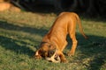 Playing Rhodesian puppy Royalty Free Stock Photo