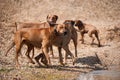 Playing rodesian ridgeback dogs Royalty Free Stock Photo