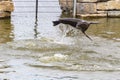 A playing sea lion `flying` above the water Royalty Free Stock Photo