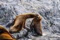 Playing seals, Beagle Channel, Ushuaia, Argentina Royalty Free Stock Photo