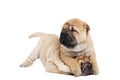 Playing sharpei puppy dog Royalty Free Stock Photo